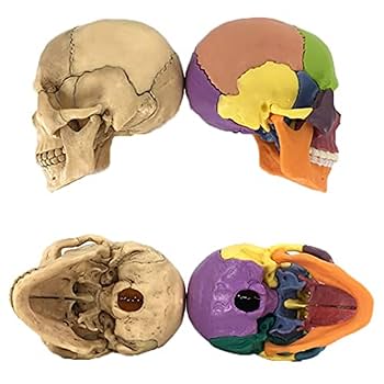 骨模型 15分解モデル 頭部模型 頭蓋骨模型 Amazon.co.jp: 頭蓋骨 頭蓋骨模型 骸骨 模型 顎関節 歯模型 骨格